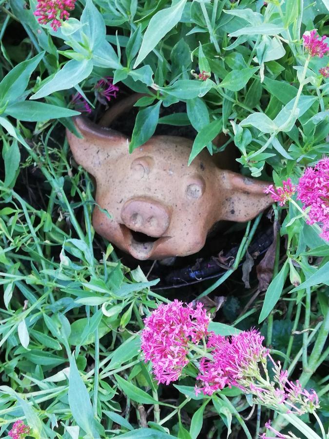Au Cochon Qui Rit Apartment Flines-Les-Mortagne Luaran gambar